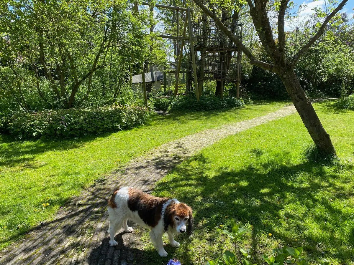 Het tuinpad, met de boomhut erachter