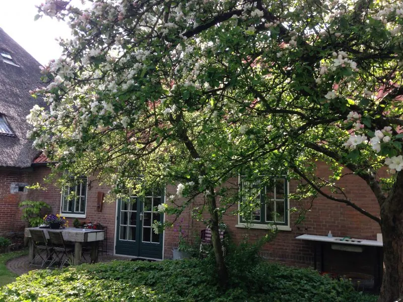 Appelbloesem boven het terras van De Windroos